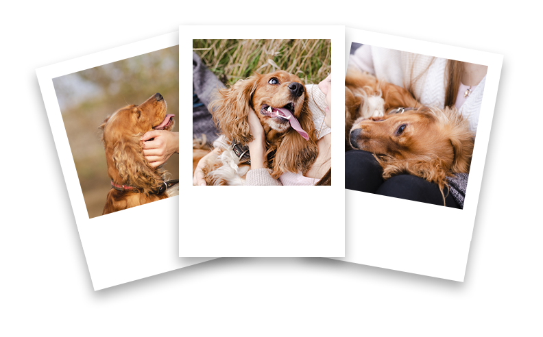 souvenir animal décédé souvenir animal décédé